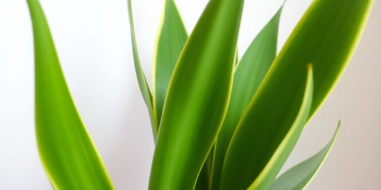 snake plant care indoors