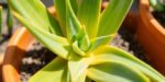 aloe vera plant care