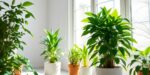 Healthy green plants in a bright, modern room.