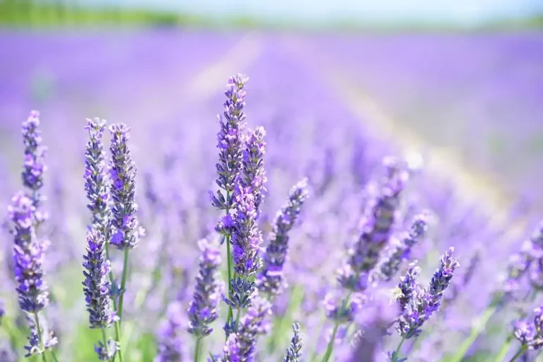 lavender plants field