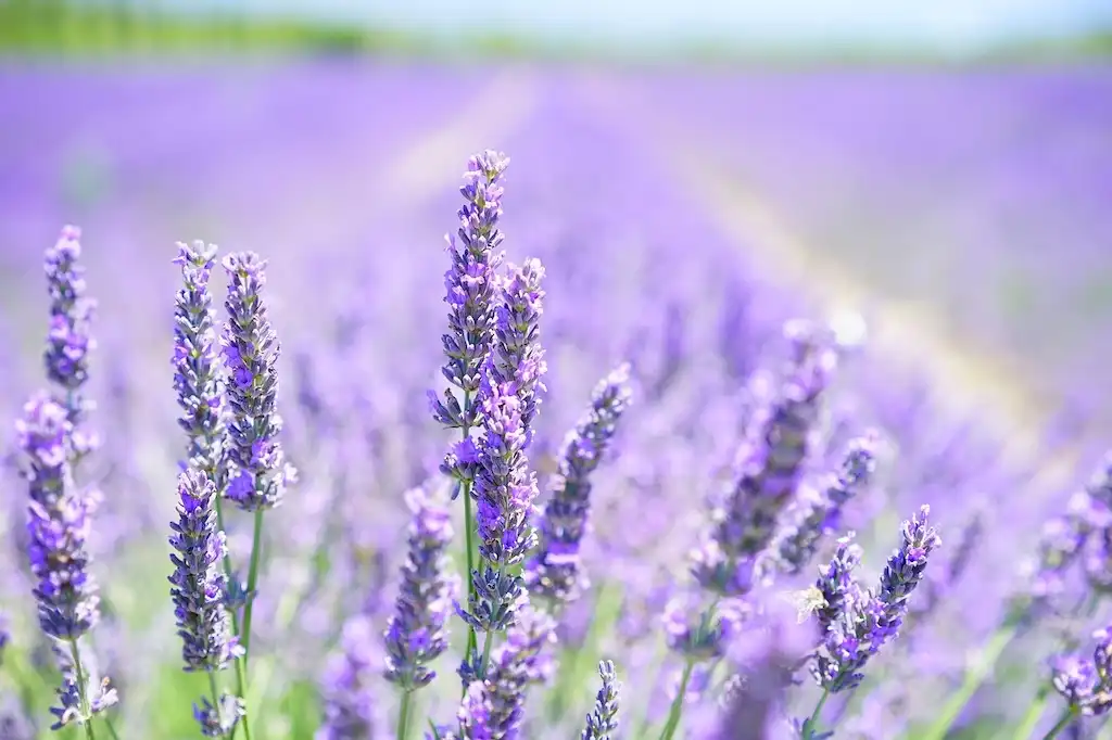 lavender plants field