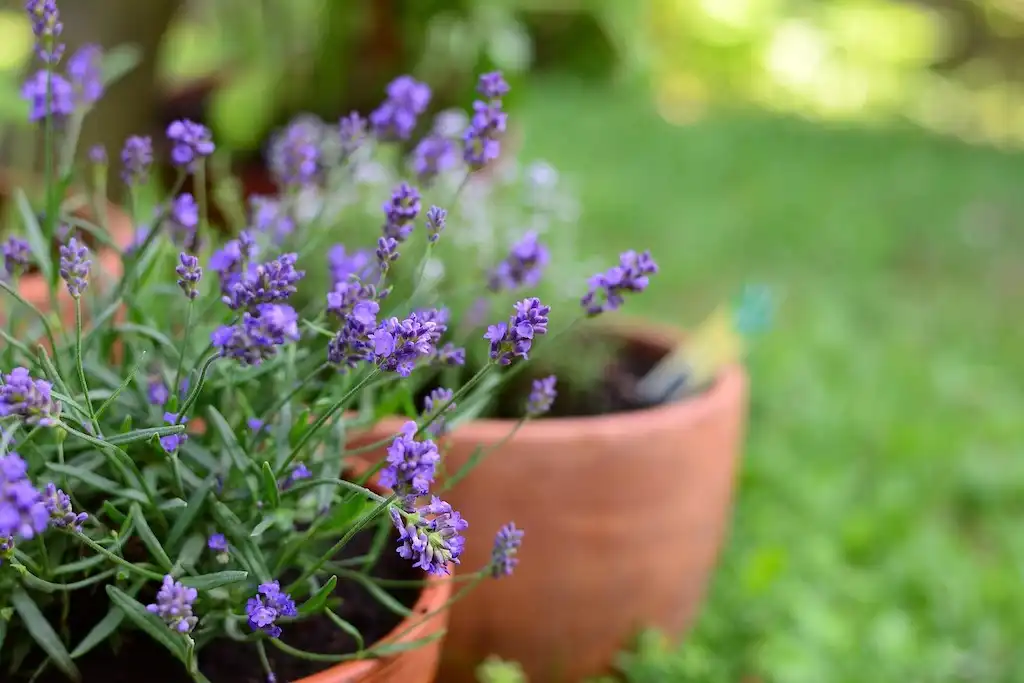 lavender plant in pots